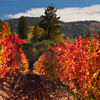 WINE-035 Anderson Valley Fall